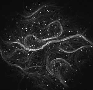 cohen lab firefly microscope